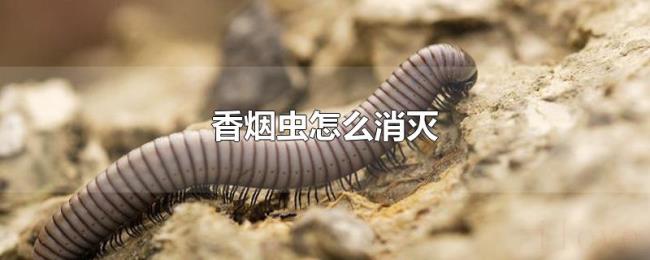 香烟虫怎么消灭