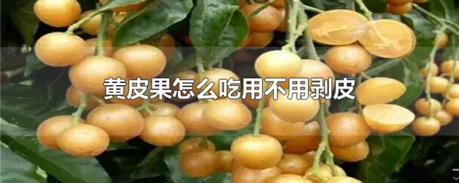 黄皮果怎么吃用不用剥皮