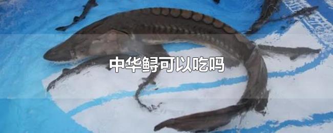 中华鲟可以吃吗 中华鲟可以吃吗