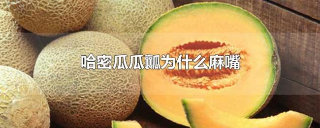 哈密瓜瓜瓤为什么麻嘴 哈密瓜瓜瓤为什么麻嘴