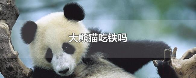 大熊猫吃铁吗 大熊猫吃铁吗