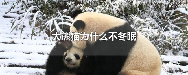 大熊猫为什么不冬眠