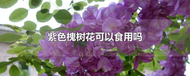 紫色槐树花可以食用吗 紫色槐树花可以食用吗