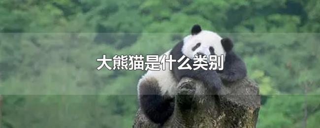 大熊猫是什么类别 大熊猫是什么类别