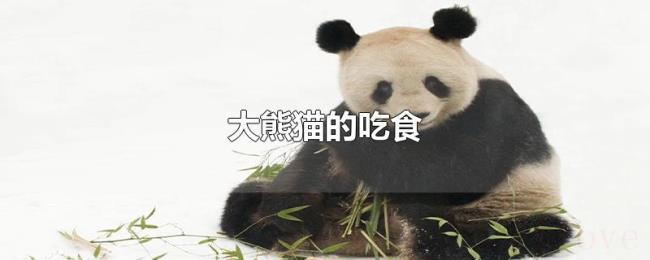 大熊猫的吃食 大熊猫的吃食