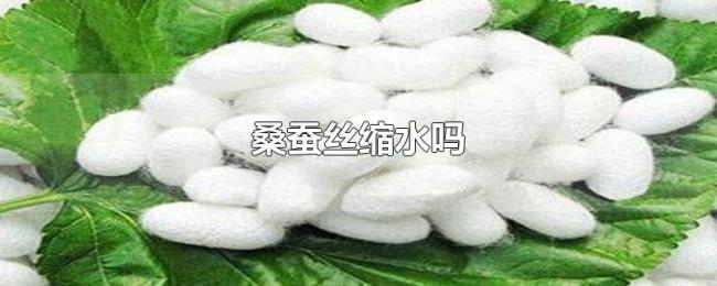 桑蚕丝缩水吗 桑蚕丝缩水吗
