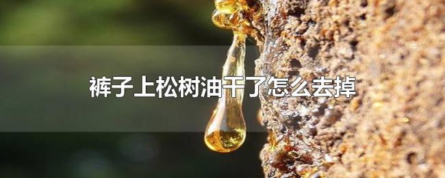 裤子上松树油干了怎么去掉