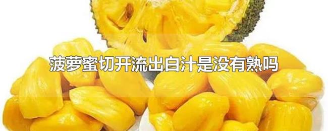 菠萝蜜切开流出白汁是没有熟吗