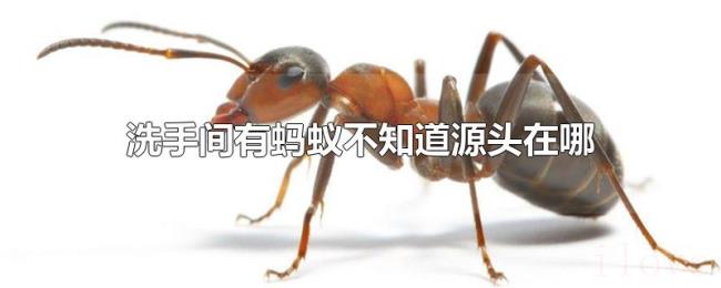 洗手间有蚂蚁不知道源头在哪