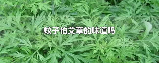 蚊子怕艾草的味道吗
