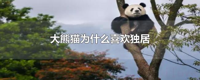大熊猫为什么喜欢独居