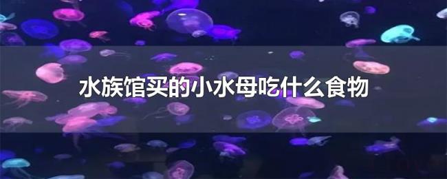 水族馆买的小水母吃什么食物