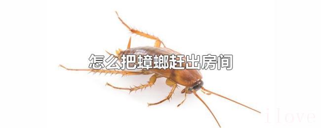 怎么把蟑螂赶出房间