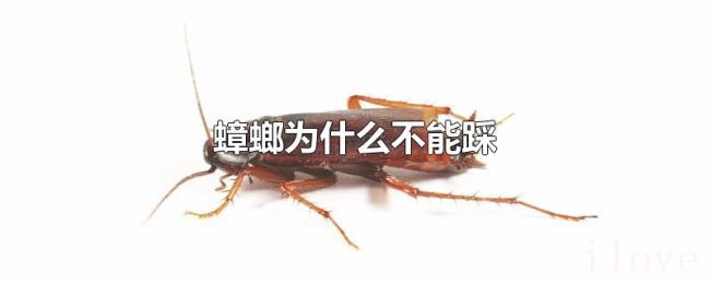 蟑螂为什么不能踩