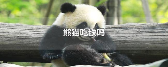 熊猫吃铁吗