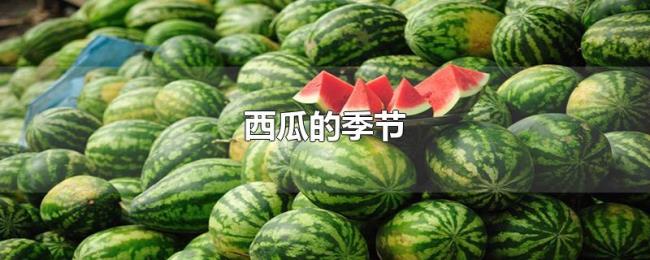 西瓜的季节 西瓜的季节