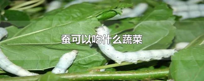蚕可以吃什么蔬菜 蚕可以吃什么蔬菜