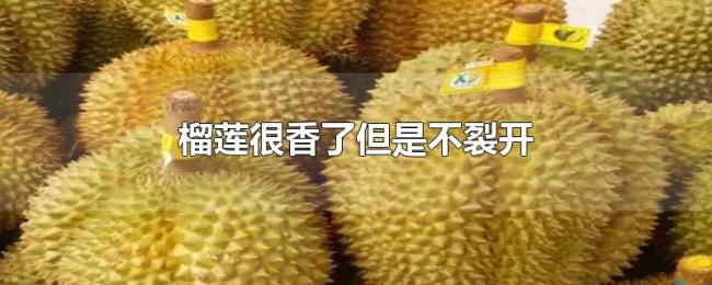 榴莲很香了但是不裂开 榴莲很香了但是不裂开