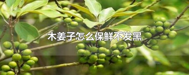 木姜子怎么保鲜不发黑
