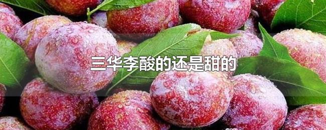 三华李酸的还是甜的 三华李酸的还是甜的