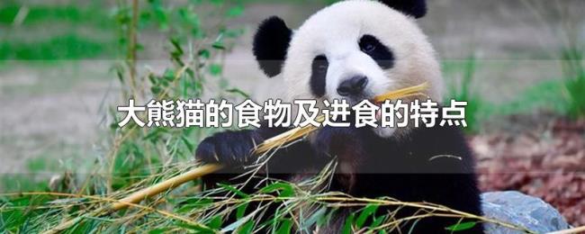 大熊猫的食物及进食的特点 大熊猫的食物及进食的特点