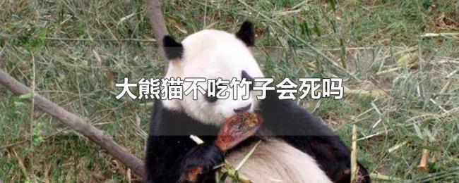 大熊猫不吃竹子会死吗 大熊猫不吃竹子会死吗