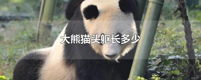 大熊猫头躯长多少 大熊猫头躯长多少