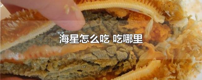 海星怎么吃(吃哪里) 海星怎么吃(吃哪里)