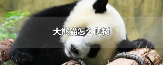 大熊猫怎么爬树 大熊猫怎么爬树
