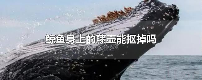 鲸鱼身上的藤壶能抠掉吗 鲸鱼身上的藤壶能抠掉吗