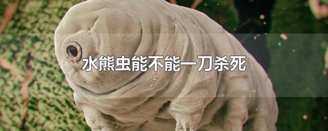 水熊虫能不能一刀杀死 水熊虫能不能一刀杀死
