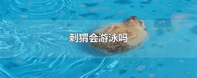 刺猬会游泳吗 刺猬会游泳吗