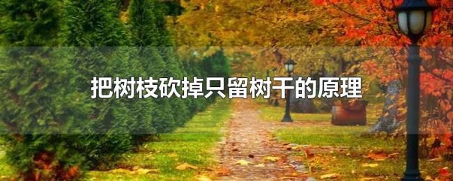 把树枝砍掉只留树干的原理 把树枝砍掉只留树干的原理