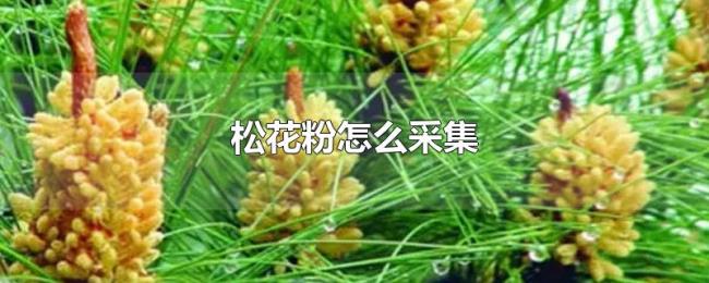 松花粉怎么采集 松花粉怎么采集