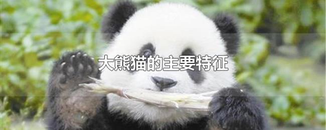 大熊猫的主要特征 大熊猫的主要特征