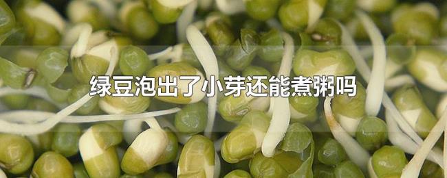 绿豆泡出了小芽还能煮粥吗 绿豆泡出了小芽还能煮粥吗
