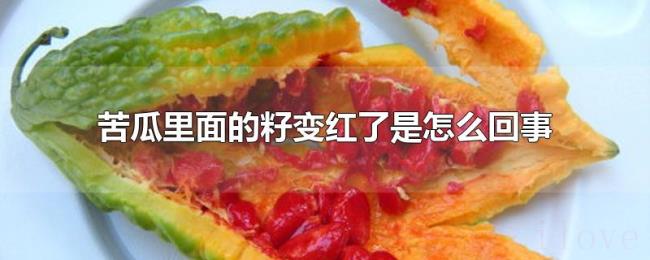苦瓜里面的籽变红了是怎么回事 苦瓜里面的籽变红了是怎么回事