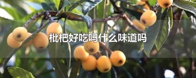 枇杷好吃吗什么味道吗 枇杷好吃吗什么味道吗