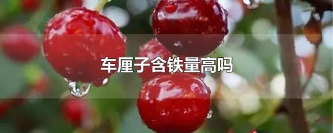 车厘子含铁量高吗