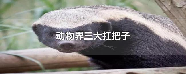 动物界三大扛把子 动物界三大扛把子