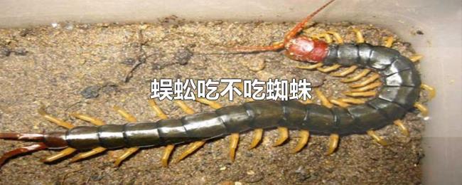 蜈蚣吃不吃蜘蛛 蜈蚣吃不吃蜘蛛
