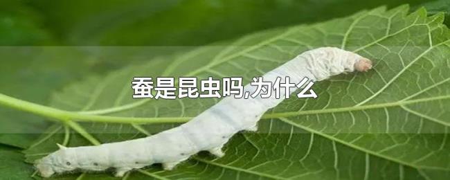 蚕是昆虫吗,为什么