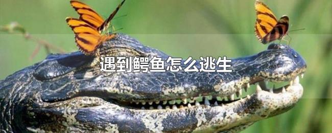 遇到鳄鱼怎么逃生