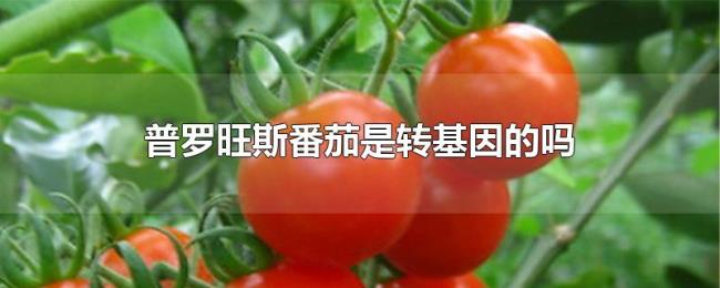 普罗旺斯番茄是转基因的吗 普罗旺斯番茄是转基因的吗