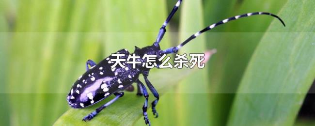 天牛怎么杀死 天牛怎么杀死