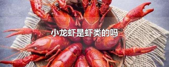 小龙虾是虾类的吗 小龙虾是虾类的吗