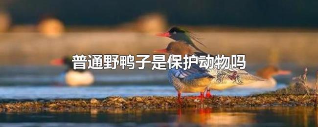 普通野鸭子是保护动物吗 普通野鸭子是保护动物吗