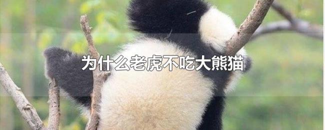 为什么老虎不吃大熊猫 为什么老虎不吃大熊猫