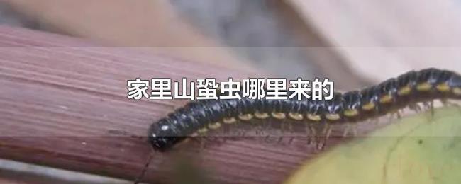 家里山蛩虫哪里来的