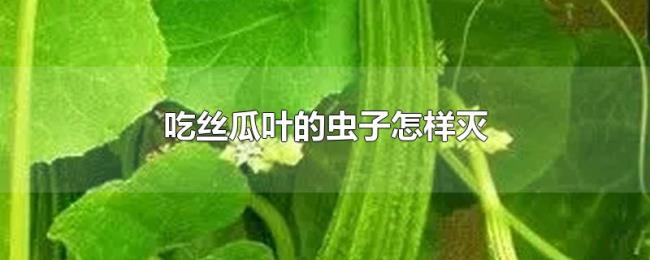 吃丝瓜叶的虫子怎样灭